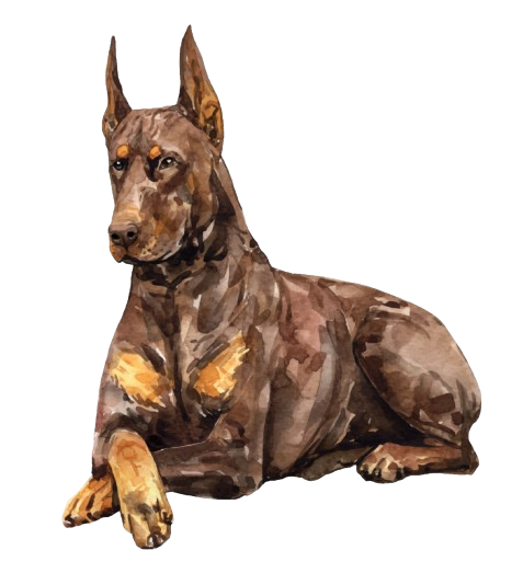 FCI Dokumentacija - Armageddon Angels doberman zdravlje i garancija