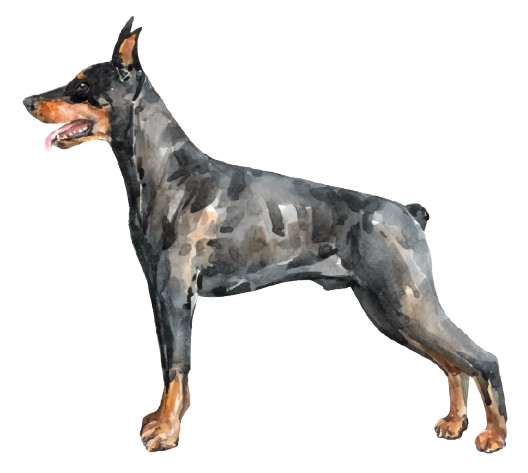 Veterinarska Kontrola i Vakcinacija - Armageddon Angels doberman zdravlje i garancija